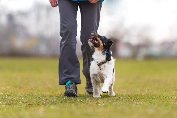 Luxury Dog Boarding with 24/7 Care and Comfort